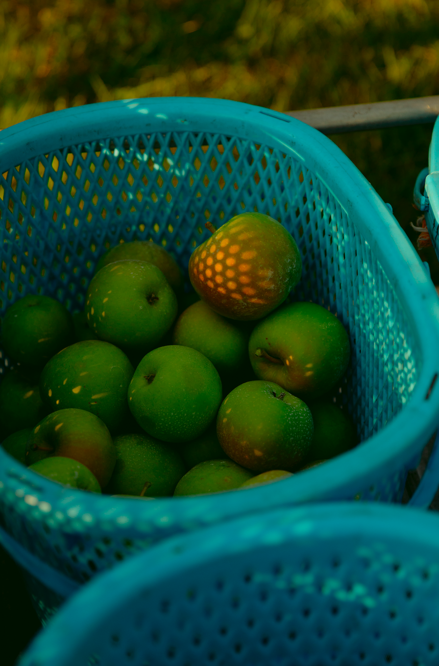 La mela magazine vol.1